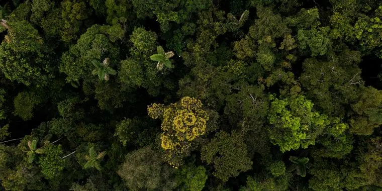 Amazon rainforest canopy